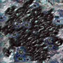 Funky Amoeba