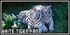 Majestic - The White Tigers Fanlisting