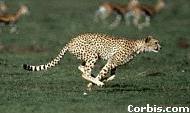cheetah
