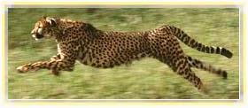 cheetah