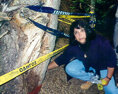 the area under the tree
