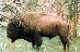 Bison