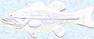 Fish Graphic