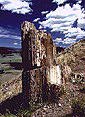 Petrified Stump
