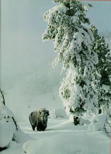 Bison in Winter