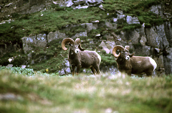 Ram Sheep - Click to Return