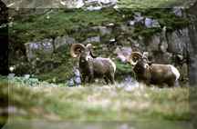 Ram Horn Sheep - Click To Enlarge