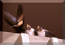 Chicks learning to fly - Click To Enlarge