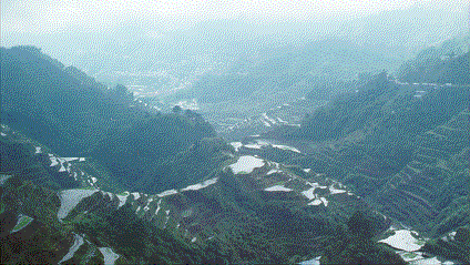 Rice Terraces