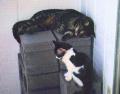 Chester & Nala Photo