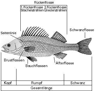 Flussbarsch