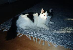 Purri laying on carpet