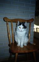Purri on chair