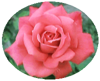 pink rose