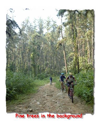 Lovely pine trees in the rear!