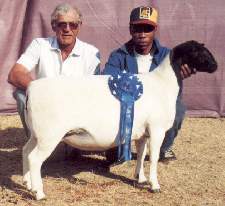 006 - Junior Champion Ewe.jpg (9769 bytes)