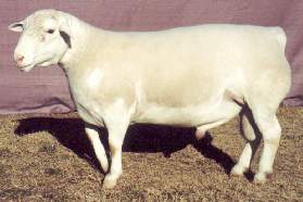 007 - Senior and Grand Champion Ram.jpg (9990 bytes)