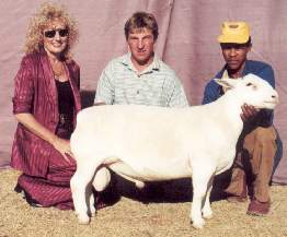 008 - Junior and Reserve Grand Champion Ram.jpg (11250 bytes)
