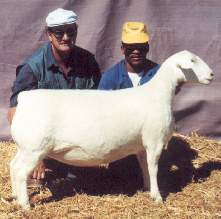 009 - Junior and Reserve Grand Champion Ewe.jpg (9482 bytes)