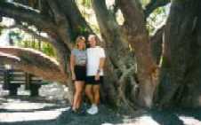 Banyan Tree in Maui