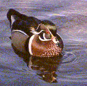 Wood Duck