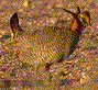 Lesser Prairie-Chicken