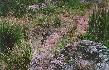 Two Snakes Fighting