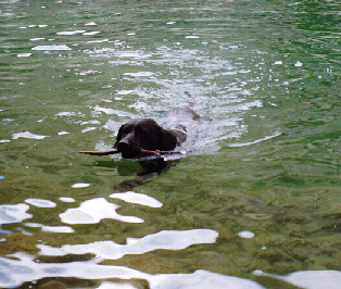 Buck in South Lake, Eastern
 Sierras '96