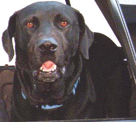 Going for a car ride