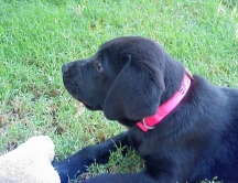 Doshi at 11 weeks