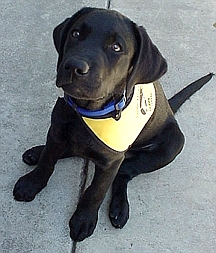 Doshi at 13 weeks