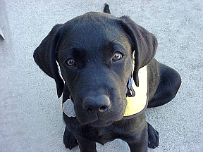 Doshi at 13 weeks