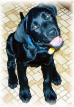 Doshi at 15 weeks