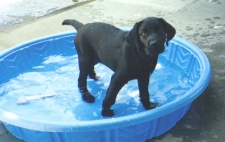 Doshi at 15 weeks