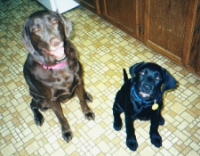 Doshi and Ska