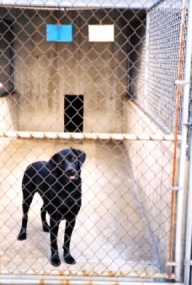 Doshi in the kennels