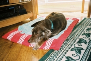Moose napping in front of the tv