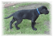 Doshi at 10 weeks - ready to pounce