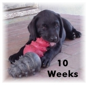 Doshi at 10 weeks - chewing on a rhino