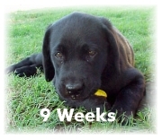 Doshi at 9 weeks