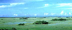 marsh