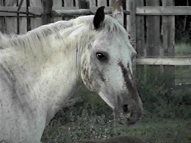 dolly