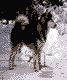 9a.gif - 0,57 K