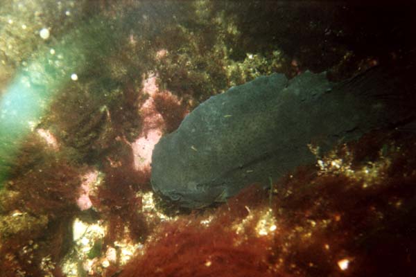 Lumpfish