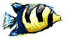 fish1
