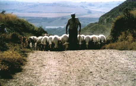 Un berger et ses moutons