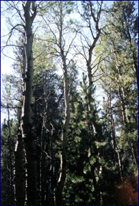 Sunlight on the Cottonwood Grove