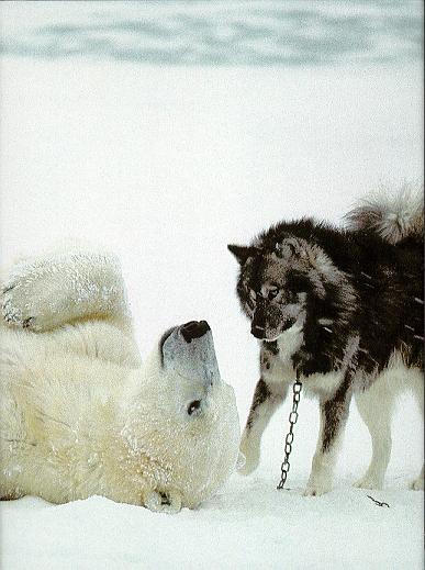 bear and dog.jpg (36398 bytes)