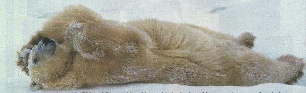 bear_roll_1.jpg (18525 bytes)