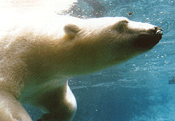 klondike.gif (31646 bytes)